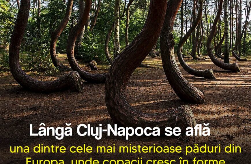 Lîngă Cluj-Napoca se află una dintre cele mai misterioase păduri din Europa, unde copacii cresc îndoiți în unghiuri imposibile